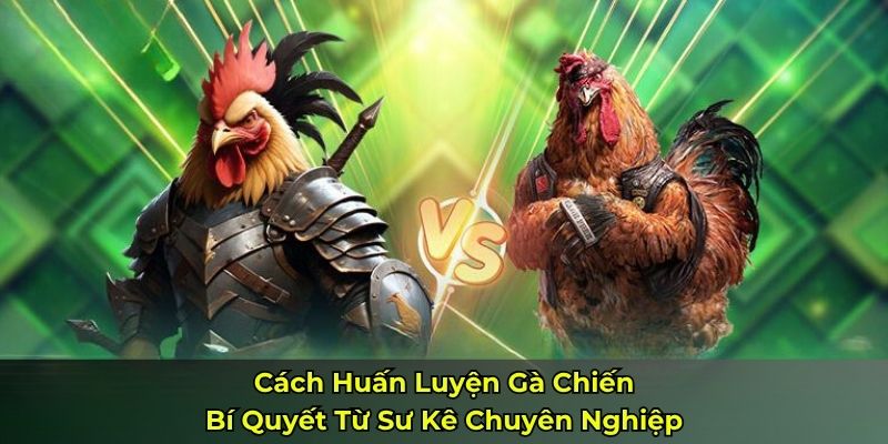 Cách Huấn Luyện Gà Chiến: Bí Quyết Từ Sư Kê Chuyên Nghiệp